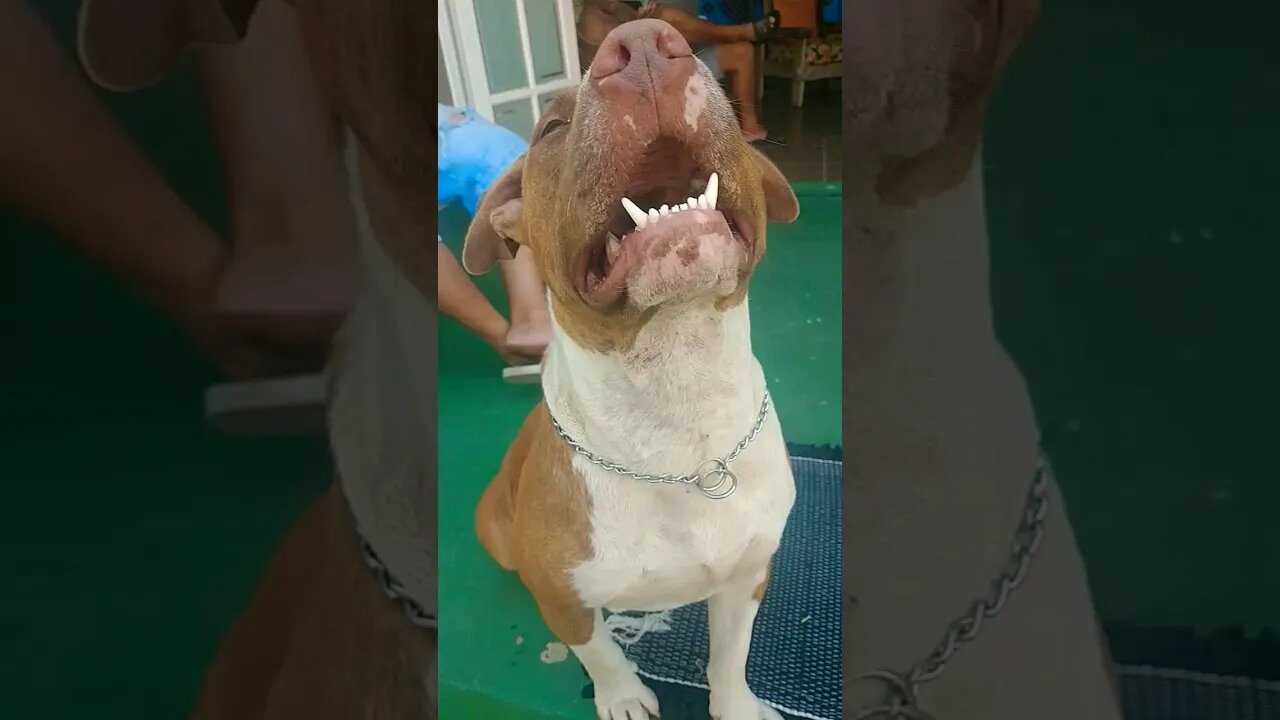 hulk #pitbulldog tmj