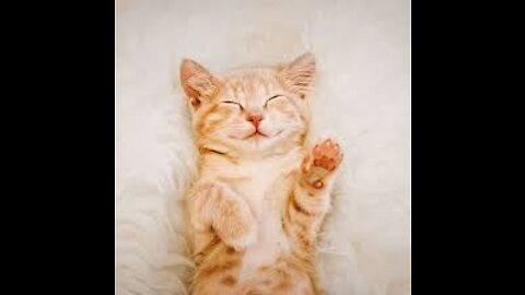 cute cat videos -- funny videos