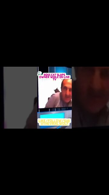 👀Boss Cat slaps Owner While On Live Tv 👀😹🤣😂 😹🤣