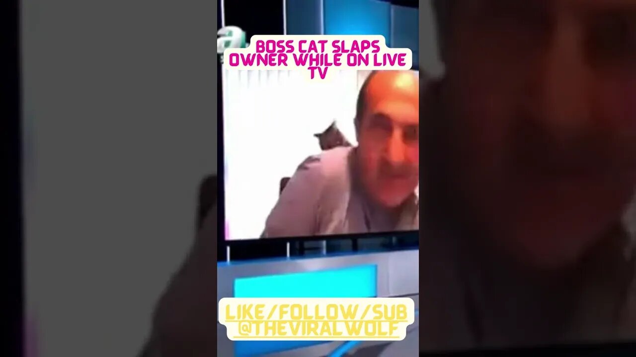 👀Boss Cat slaps Owner While On Live Tv 👀😹🤣😂 😹🤣