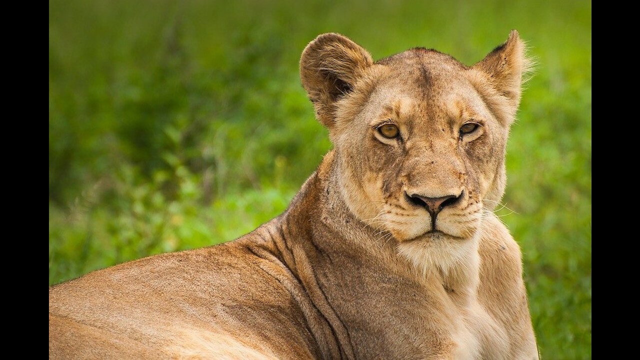 Lion At Zoo