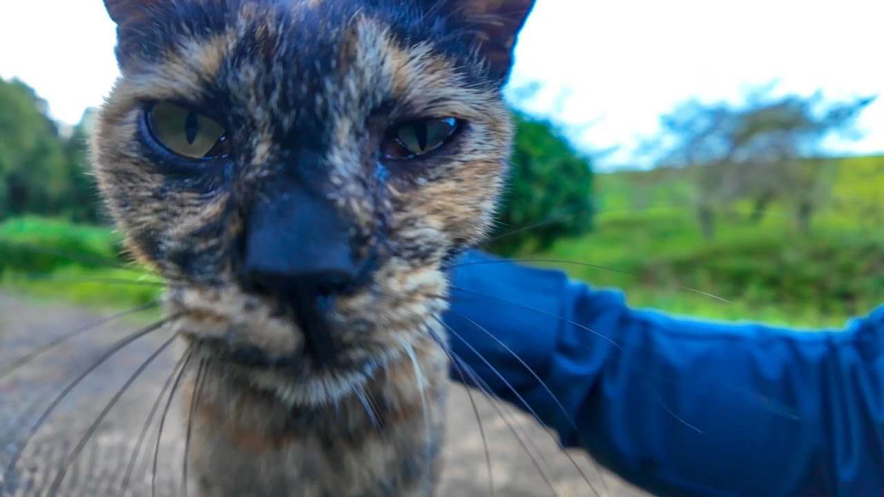 A cat I met on the promenade in the park climbed onto the table when I sat on a chair