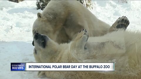 Polar bears Luna and Sakari have a blast in the winter weather