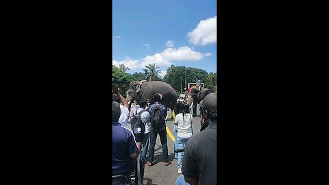 Mysore dasara elephant walking