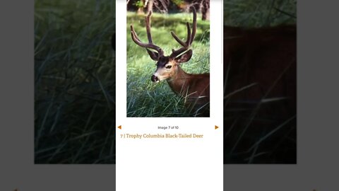 Hardest Animals to Hunt in North America