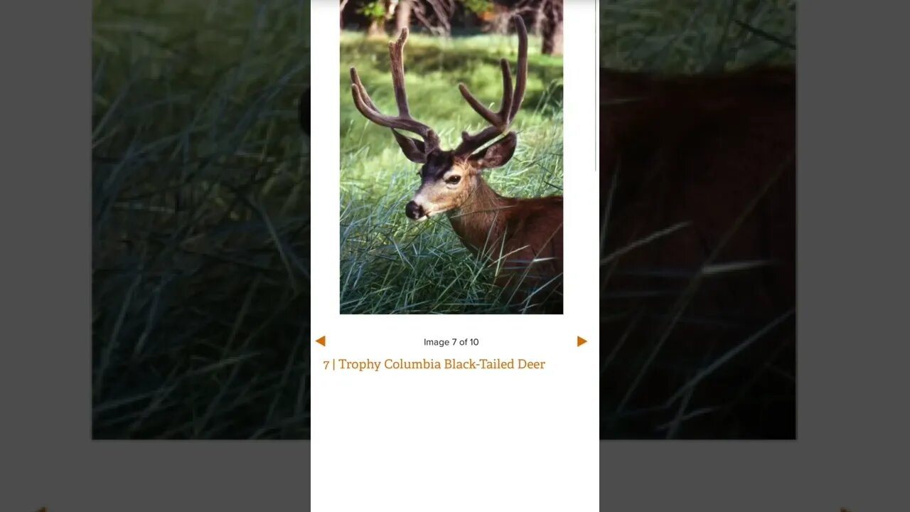 Hardest Animals to Hunt in North America