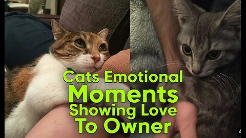 Cats Emotional Moments showing love to Owner Ever