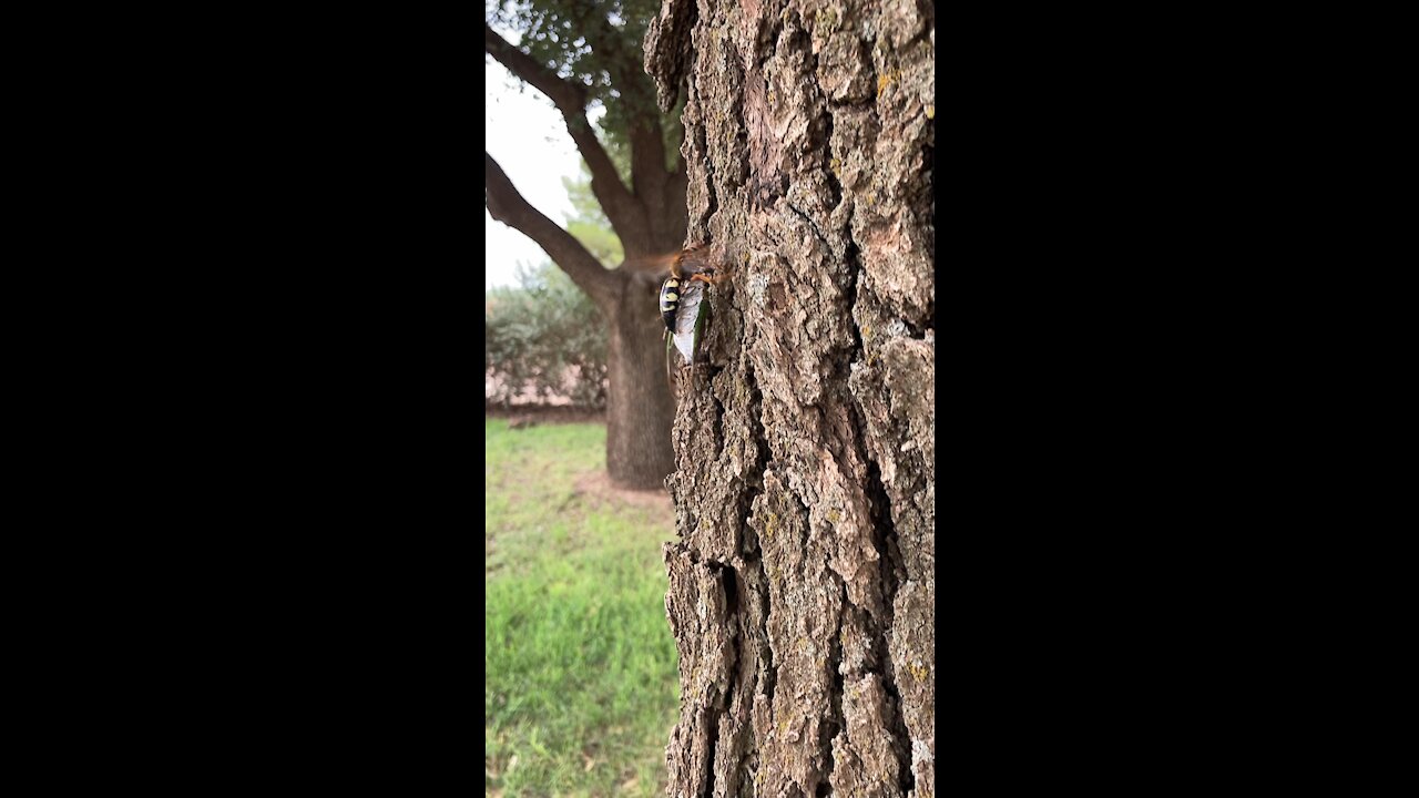 Cicada-killer wasp with prey #3