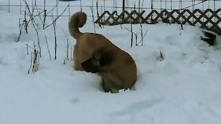 Kangal Dogs enjoying the deep snow