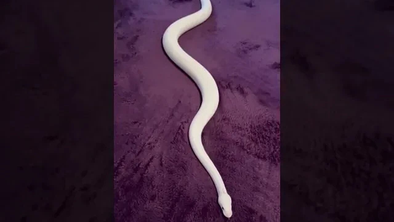 Snake tries to move on a blanket