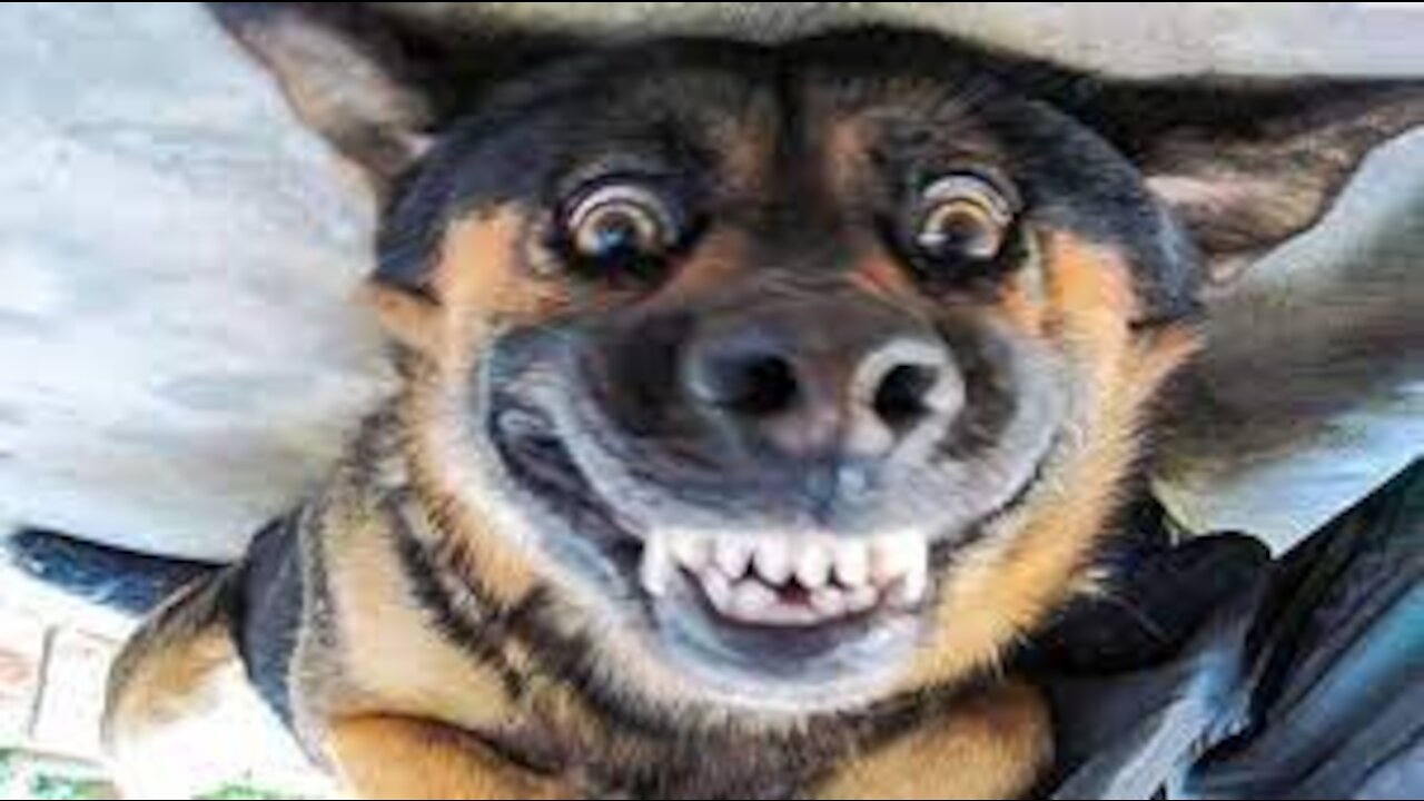 Watch! Best Funny Cats and Dogs "Try Not To Laugh"