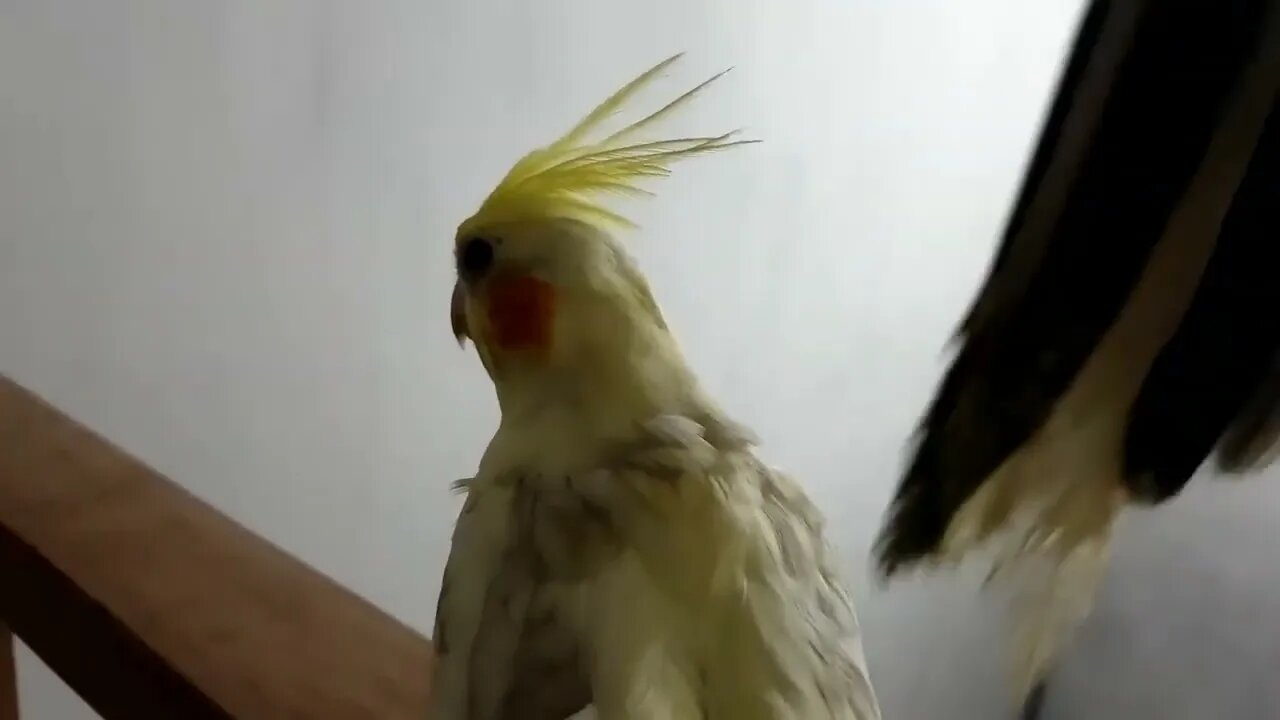 Budgies and Cockatiel Birds Playing and Feeding