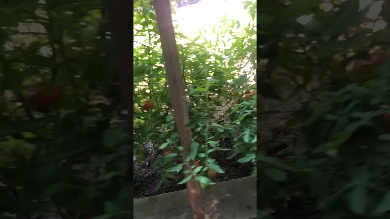 Tomato Picking 🍅🍅🍅🍅🍅