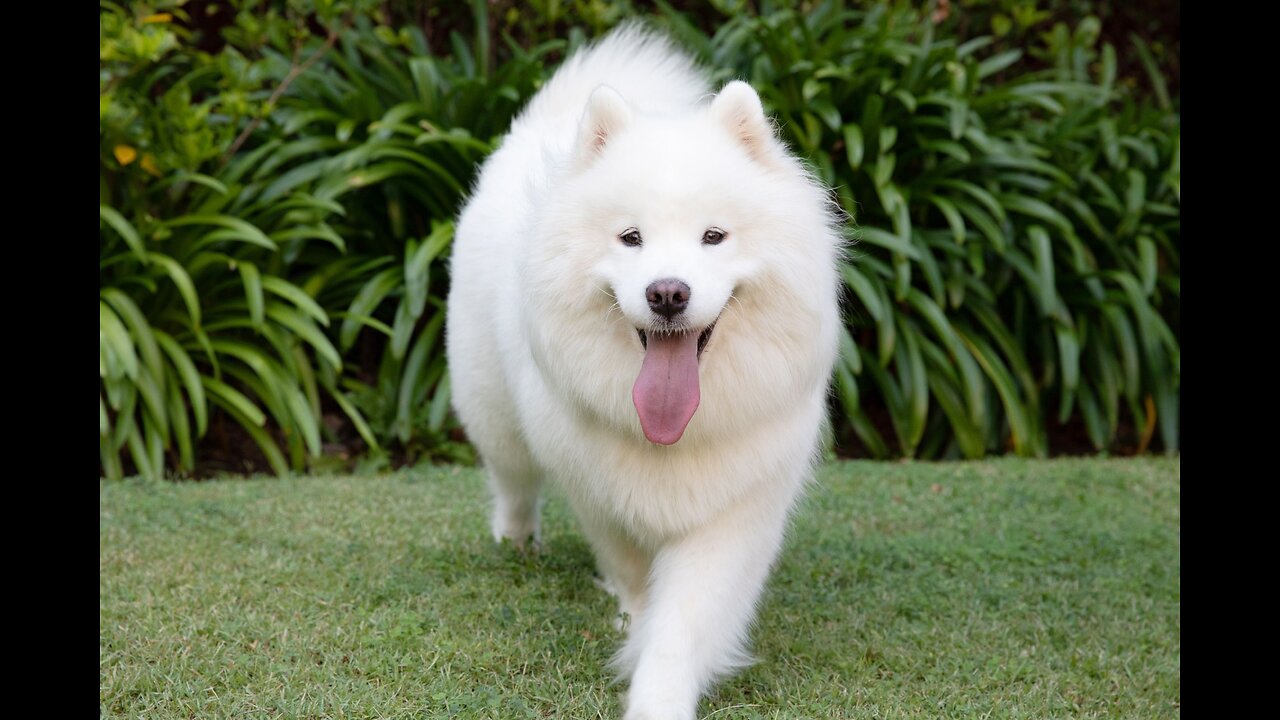Gloria Healed Her Dogs From Going Blind