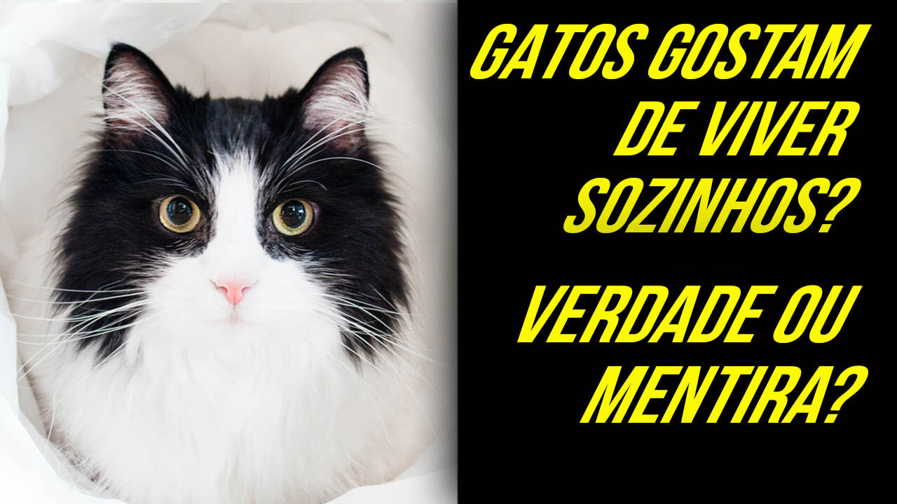 GATOS GOSTAM DE VIVER SOZINHOS, ISSO É VERDADEIRO OU FALSO?