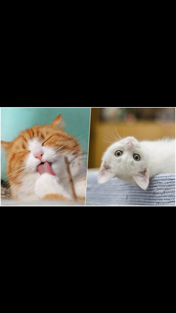 CUTE😍 AND FUNNY😍 CAT🥺💘