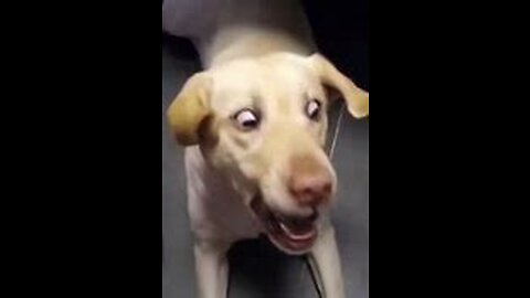 Funny dog fails videos *Must watch*