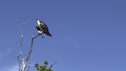 OSPREY WAITING TO EAT HIS CATCH #FYP #osprey #4K