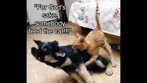 Cute Cats and Funny Dogs LOL