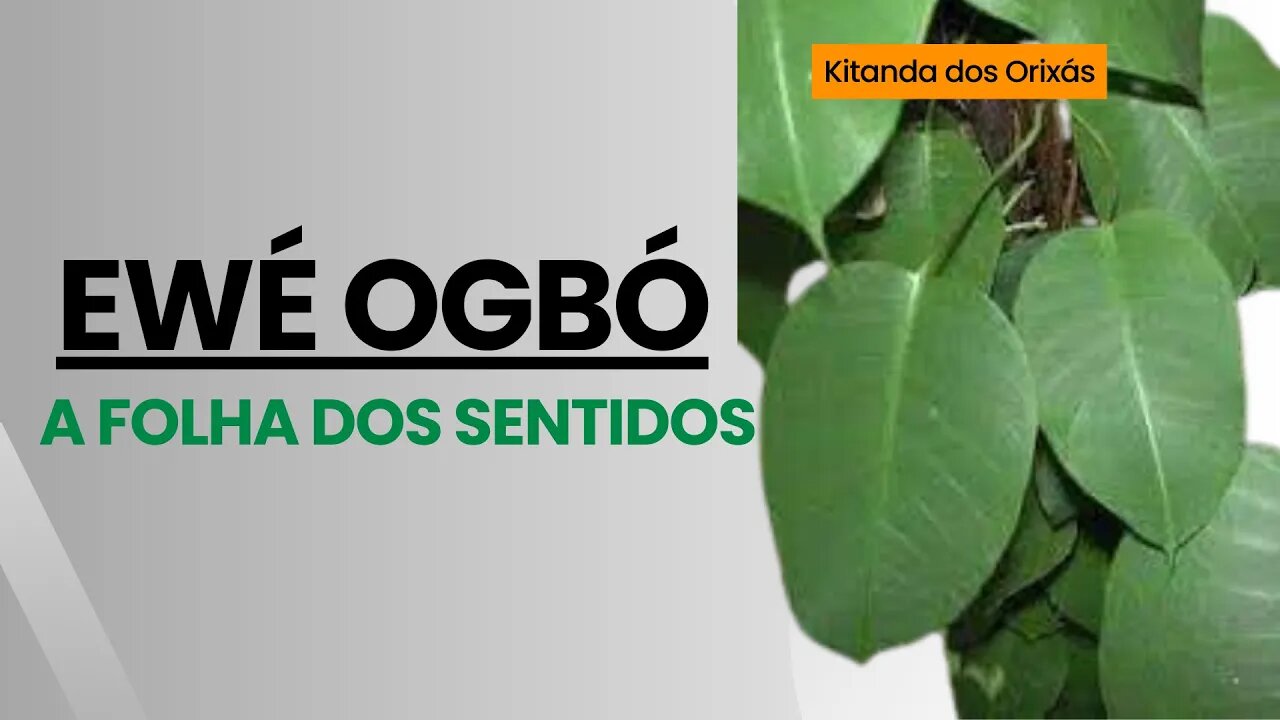 OGBÓ A FOLHA DA VISÃO @KitandadosOrixas