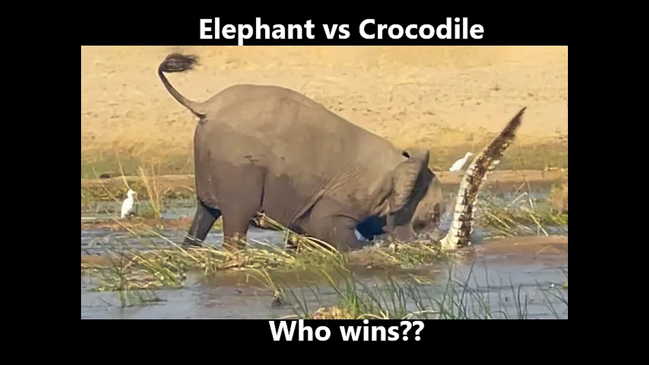 ELEPHANT KILLS CROCODILE