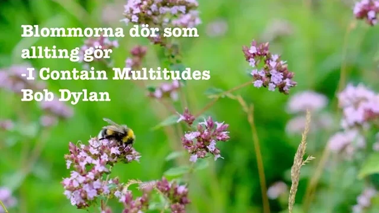 Blommorna dör som allting gör -I Contain Multitudes Bob Dylan 4K