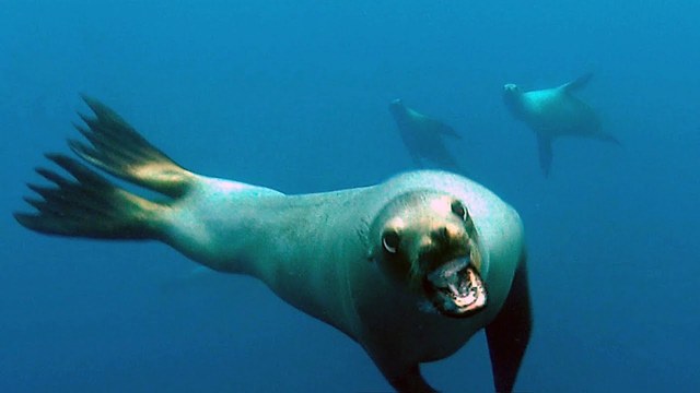 Caught On Camera: Curious Sea Lion Rushes Diver's Camera