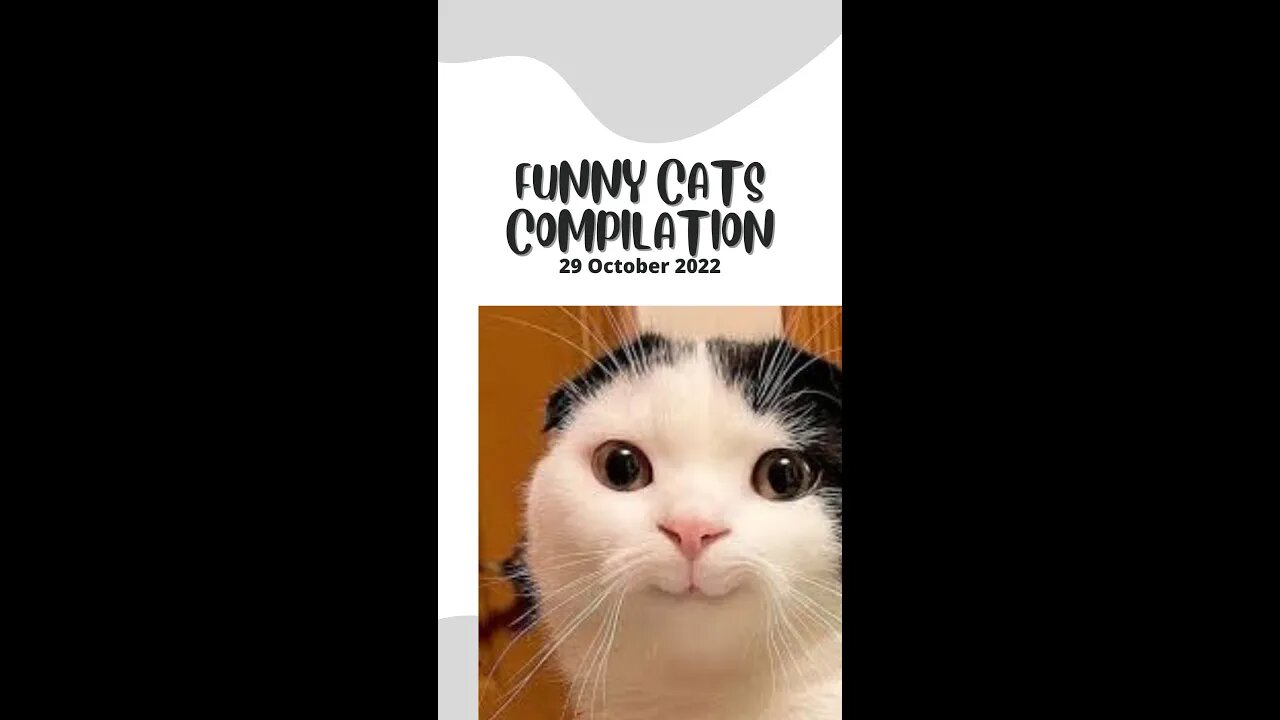 Funny Cats compilation 29 Oct 2022 #funnycats #funnycatsvideos #funnycatscompilation