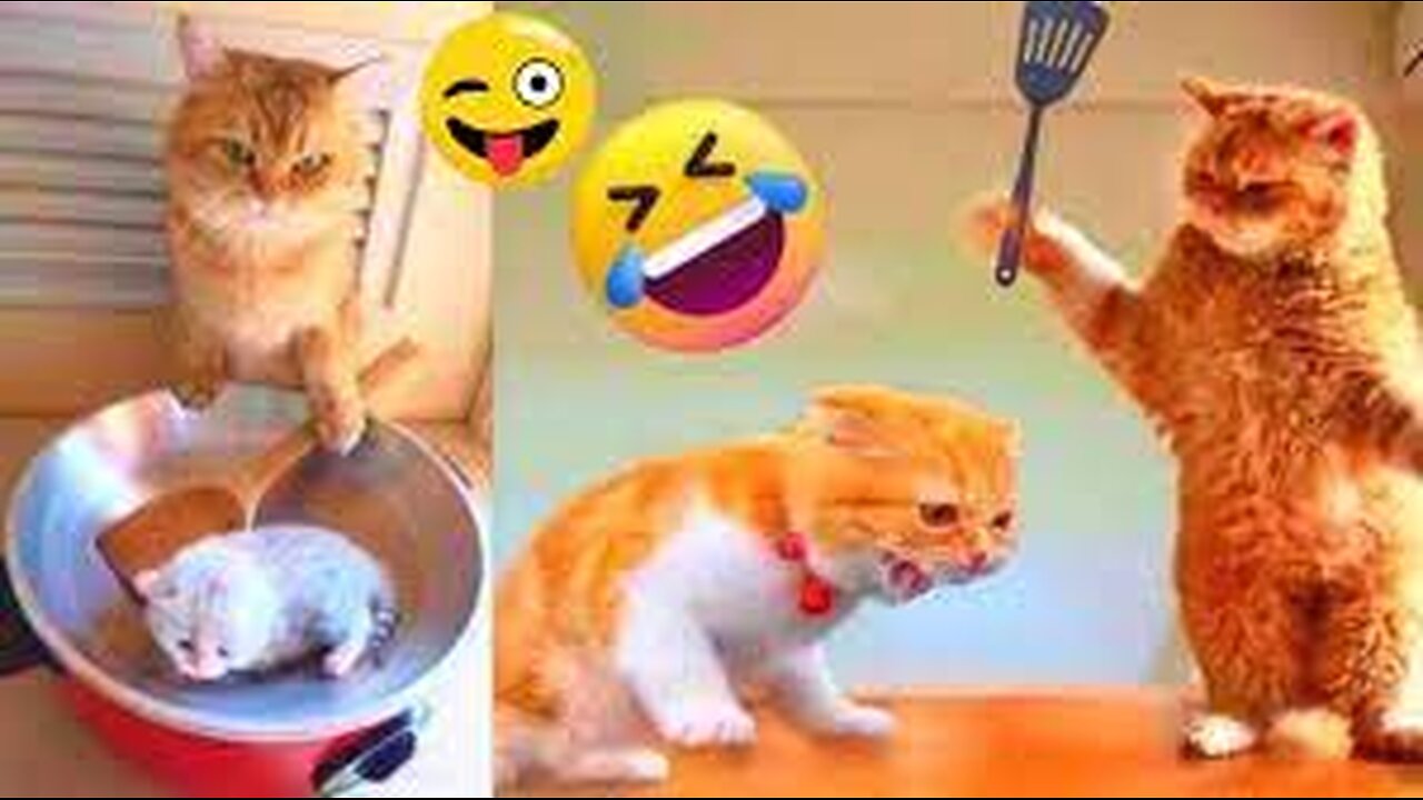 Funniest Animals 2024 - Funniest Cats and Dogs 😹🐶