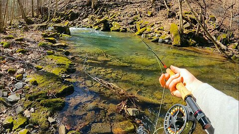 Small Creek Fishing for BEAUTIFUL Trout!! (Fly Fishing for Brook Trout)