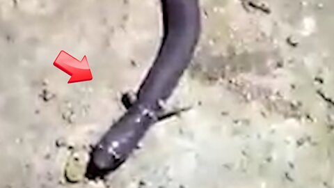 An eel with legs! The name of the mysterious creature is Amphiuma [Mystery]