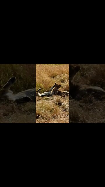 That One Annoying Sibling #shorts | #ShortsAfrica | #Augdailyshorts