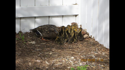 Baby Ducks 2022 May 30