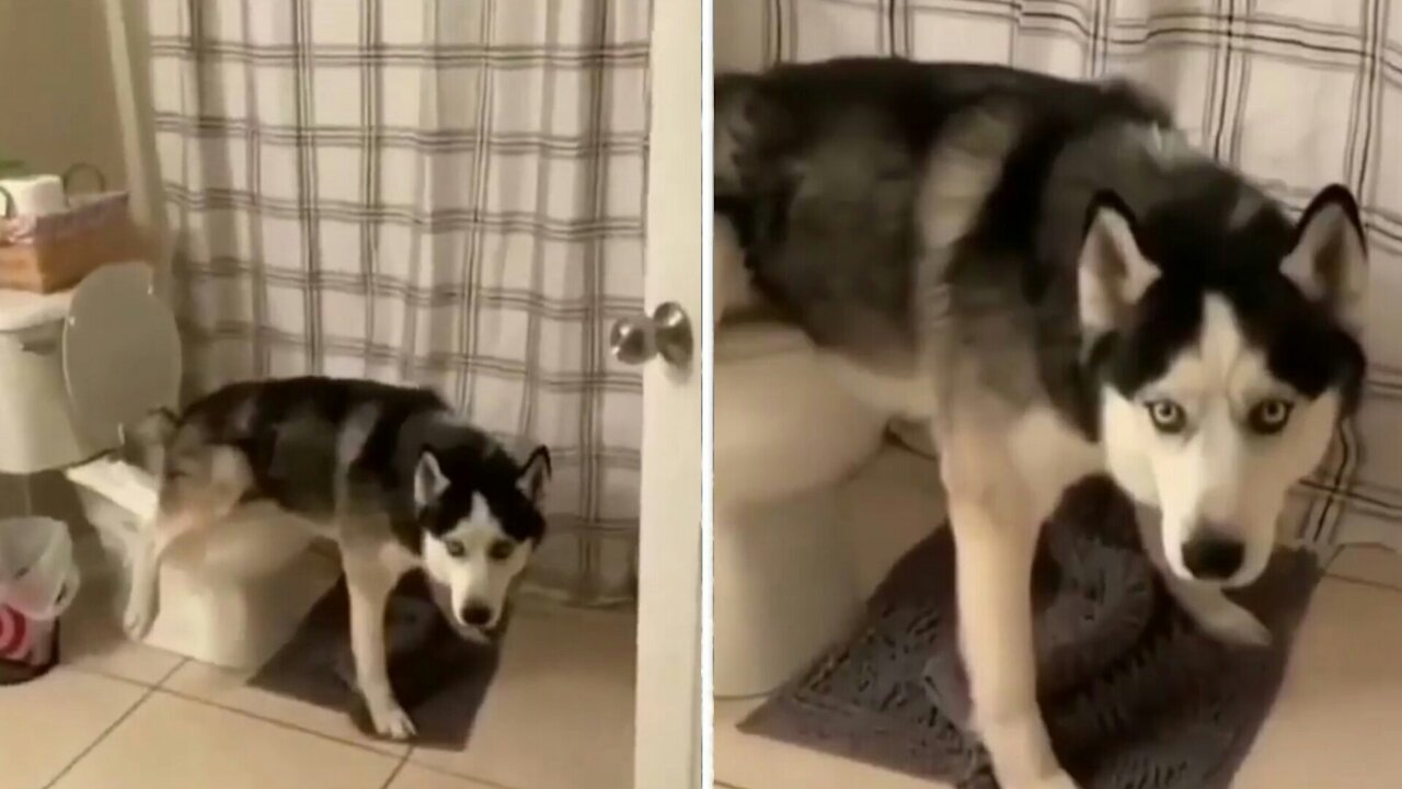 dog peeing husky funny