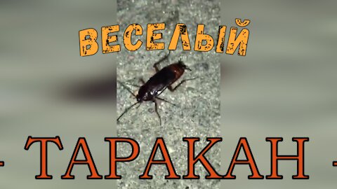 Веселый таракан