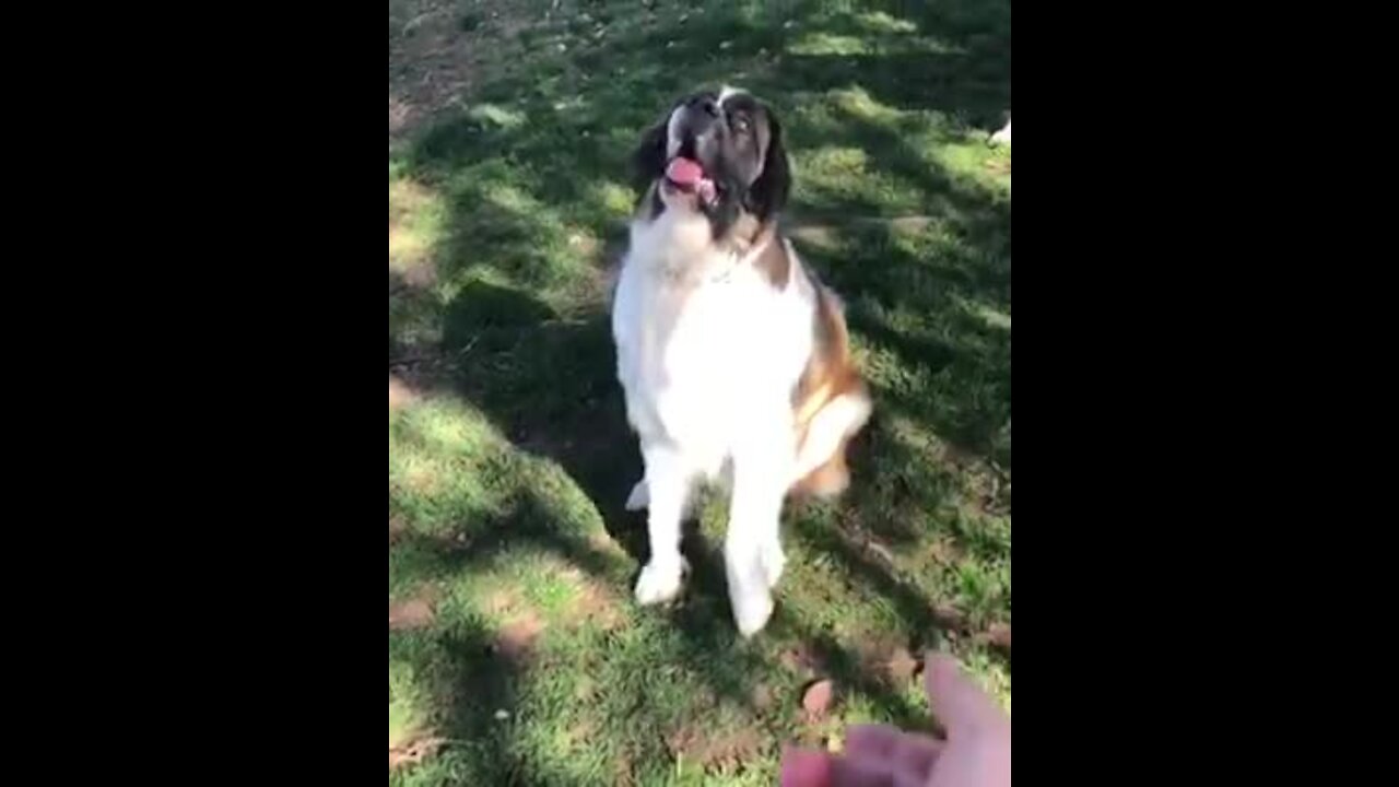Clumsy puppy totally wipes out trying to catch ball