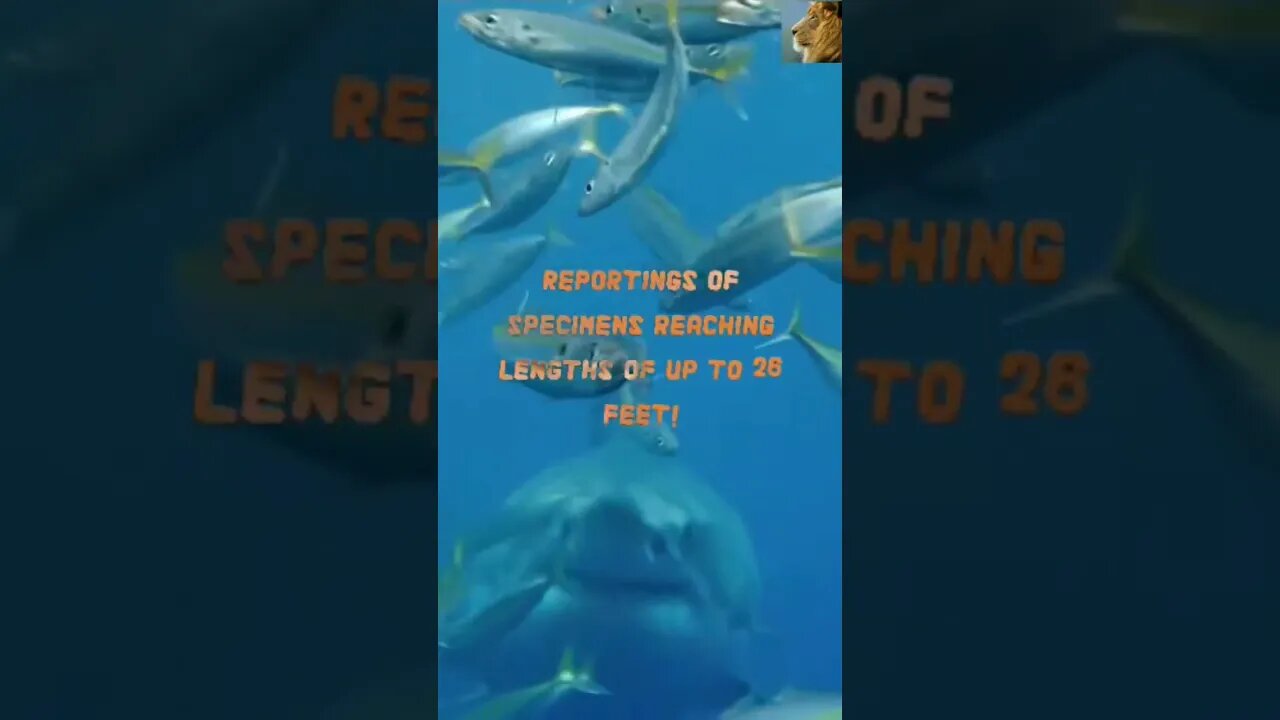 @AfricanWildlifeFacts101 #shark π¦ #animals #shorts SUBSCRIBE πΎπΎπΎ