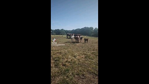 Calves chillin'.