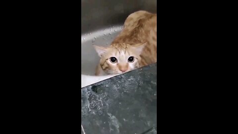 "Whisker Wonderland: Playful Cat Takes Leg Hugs to a Whole New Level! 🐾😻 #CuteCat #RumblePlaytime"