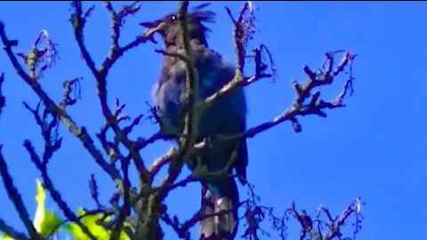 IECV NV #63 - 👀 Steller's Jay In The Neighbor's Tree🐤 8-2-2014