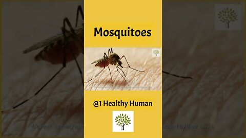 How to Get Rid of Mosquitoes at Home -Fast and Easy?