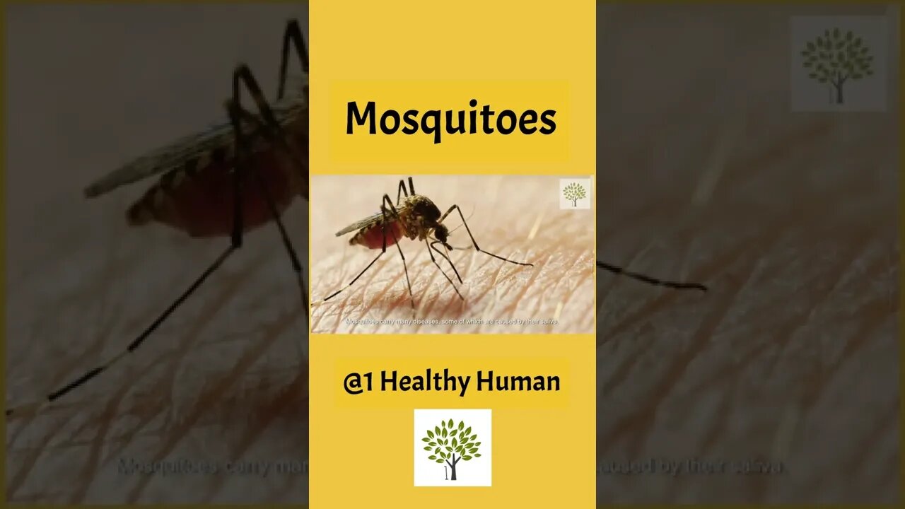 How to Get Rid of Mosquitoes at Home -Fast and Easy?