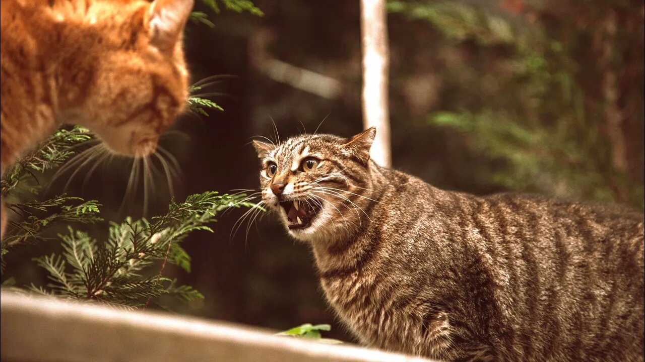 Try NOT to Laugh! 😹 This Cat Looks Like He's Being Arrested...IN HIS SLEEP! 😹 (#210) #Clips