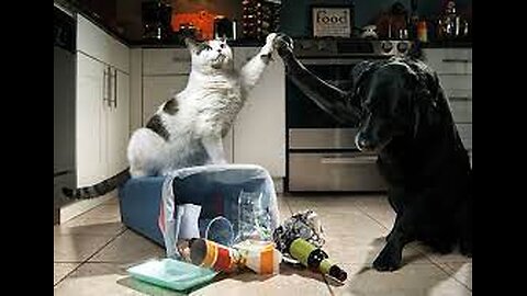 Funniest Cats And Dogs Videos 😁