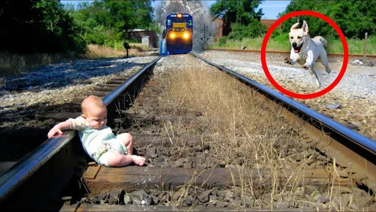 10 Amazing pets who saved their Owners