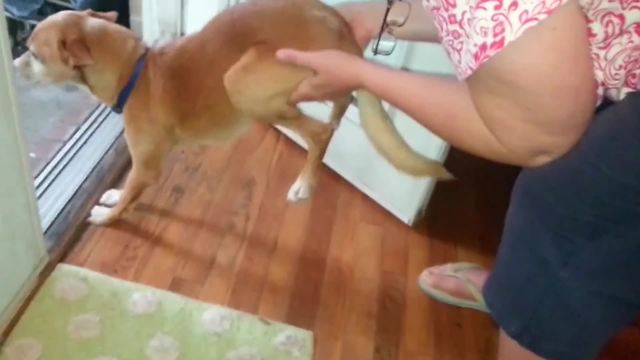 Funny Dog Fights to Stay Indoors