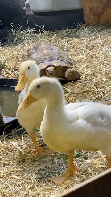 Healing ducks. Tortoises did not know what to think.