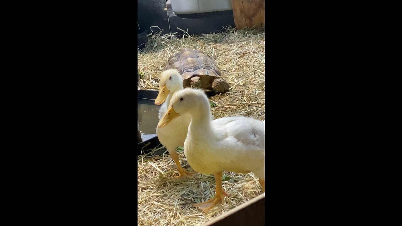 Healing ducks. Tortoises did not know what to think.