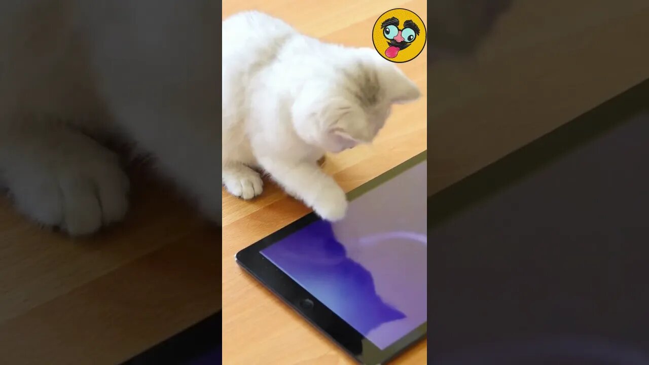 Funny Animals/ Adorable And Cute Funny Animals