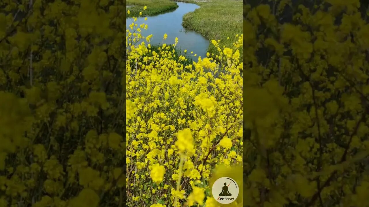 Tiny Yellow Flowers Sway in the Breeze